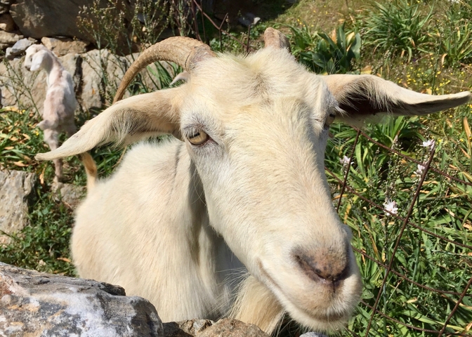 Close-up of a white goat with greenery in the background.