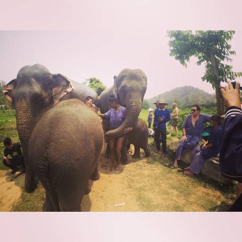       Group of people interacting with elephants in a natural area.
  