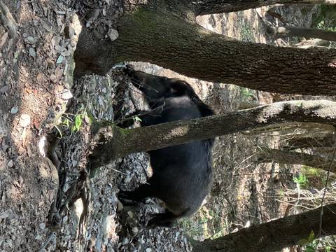 Black animal under trees in a forest setting.