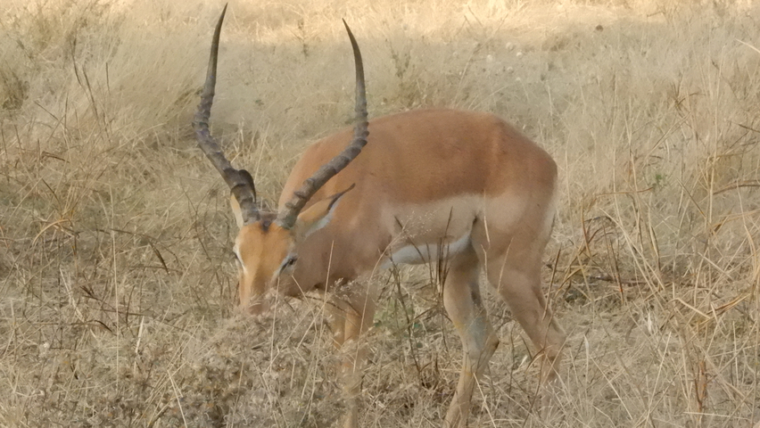 An antelope grazing in dry grass.