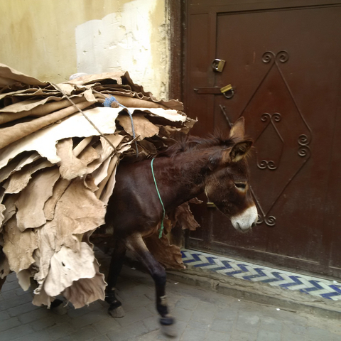 Donkey carrying a load beside a wooden door.