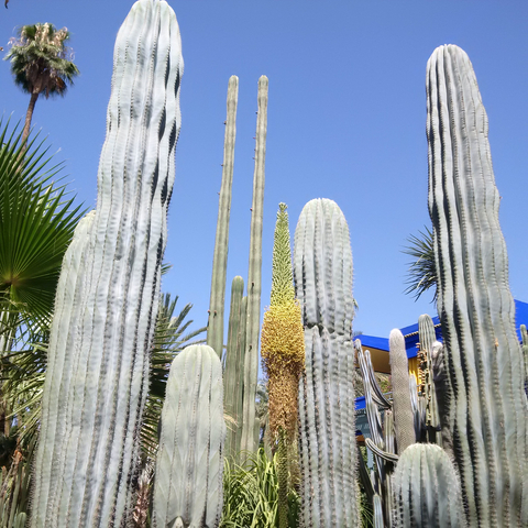 Tall cacti reaching towards a clear blue sky.