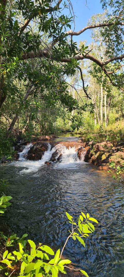       A small waterfall flowing through a forested area with surrounding greenery.
  