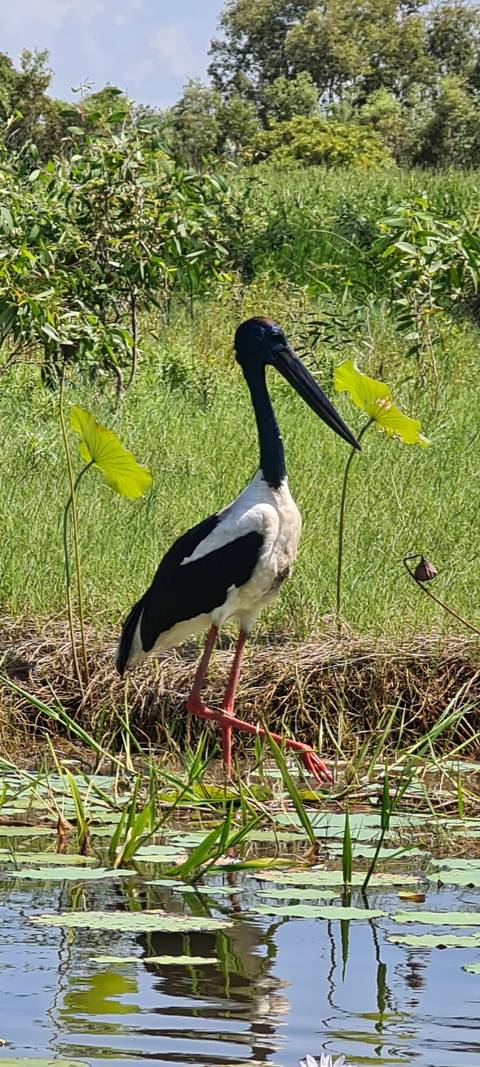 A large bird standing in grassy terrain near water.
