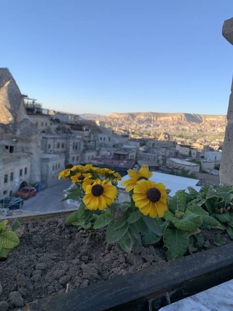 Flowers in the foreground with a cityscape in the background.