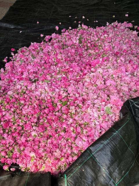 Pile of pink rose petals spread on a mat.