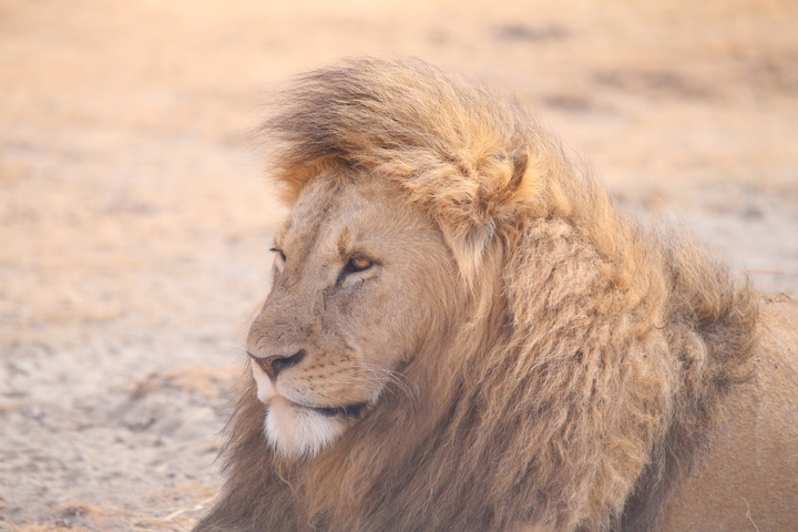 Close-up of a lion's face in a dry landscape.