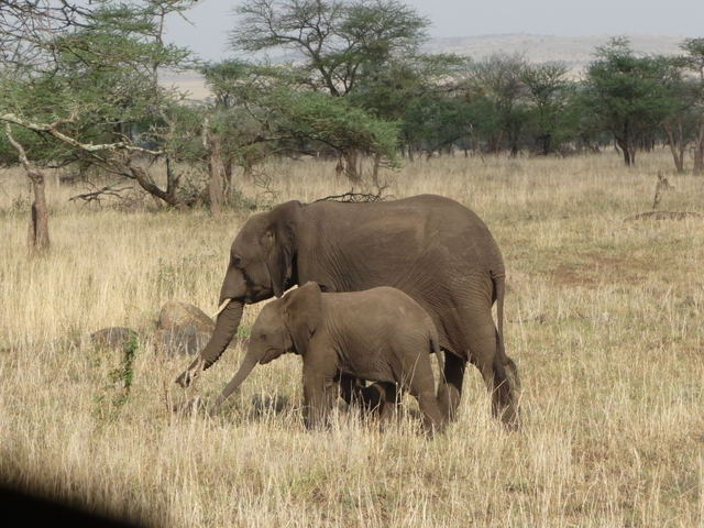       Two elephants walking through a savannah landscape.
  