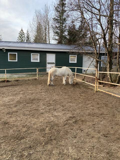       A grey horse standing in front of a green building.
  