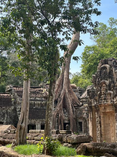       Ancient temple with trees growing over it.
  
