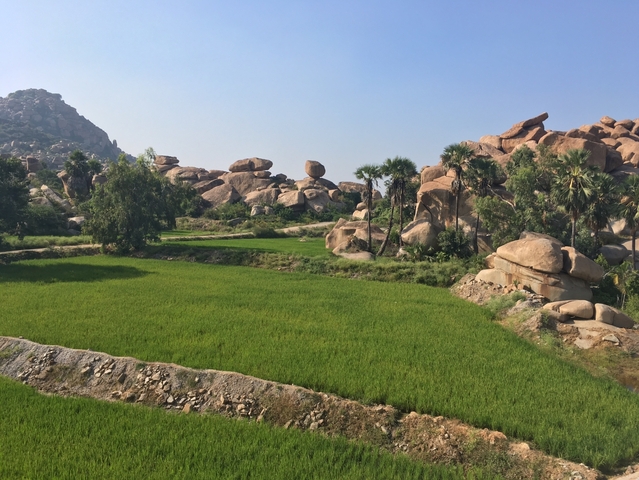       Rice fields and palm trees with rocky hills in the background.
  