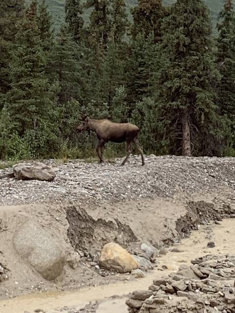       Moose standing in a forest.
  