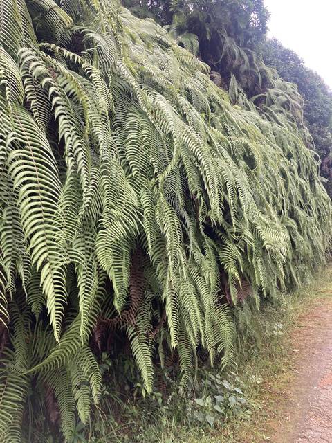       Close-up of green ferns growing on a slope.
  