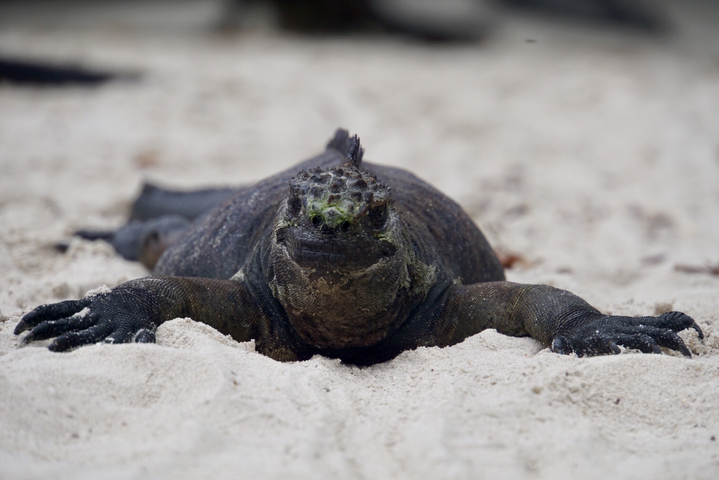 Marine iguana resting on sand.