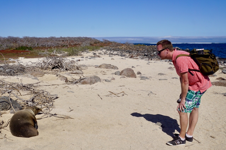 Person observing a sealion on a rocky beach.