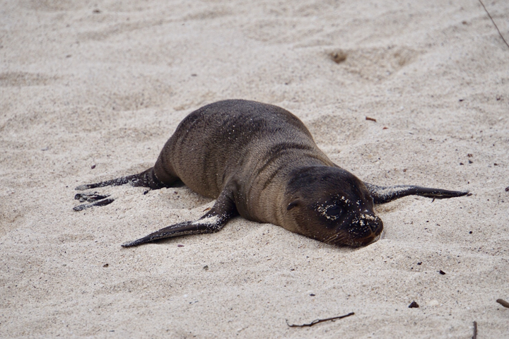A sea lion pup resting on a sandy beach.