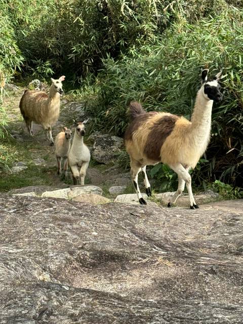 Several llamas standing on a rocky path with greenery.