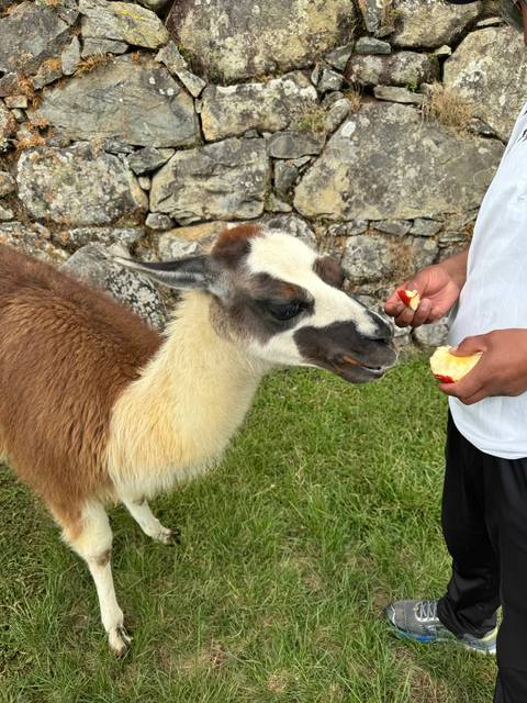 Llama being fed by a person with stone wall and grass.