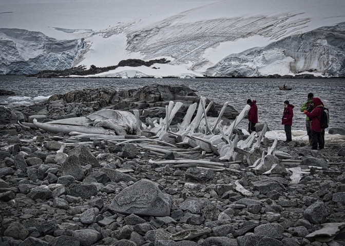       Group of people exploring a field of whale bones on a rocky shore with snowy mountains in the background.
  