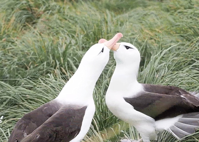       Two albatrosses touching beaks, surrounded by green grass.
  