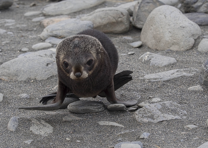       A young seal pup resting on rocks by the shore.
  