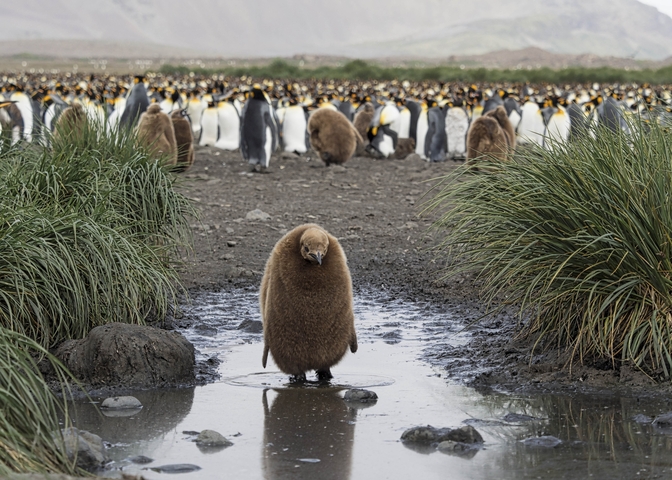       Penguin standing in a muddy area with a large group in the background.
  
