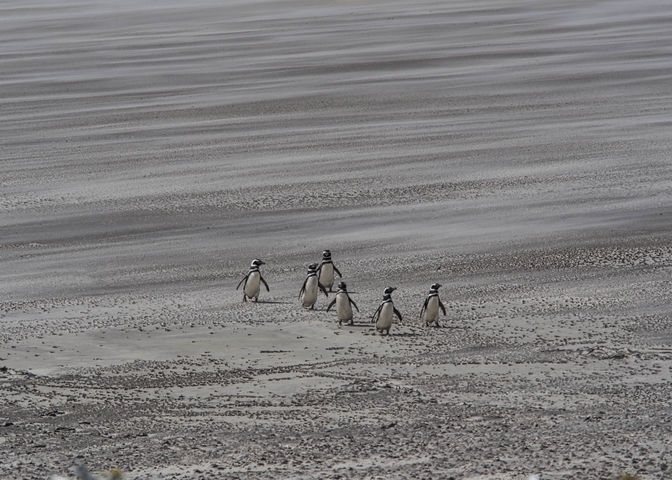       A small group of penguins walking across a desolate landscape.
  