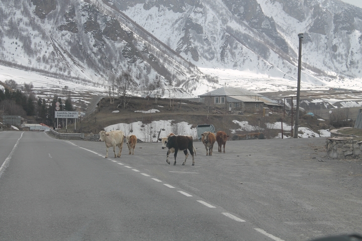 Cows walking across a rural road in a snowy landscape