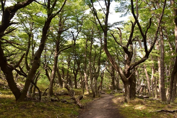       Forest with walking trail under canopy of trees.
  