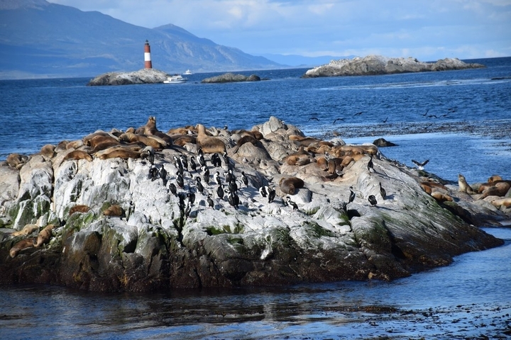 Wildlife on rocky outcrop near water with distant mountains.