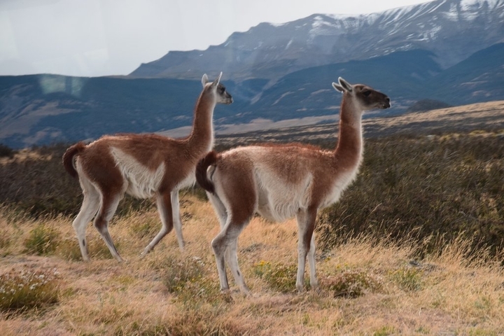       Two small animals standing in grassy plains.
  