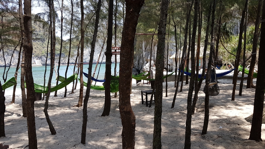 Hammocks set up among trees with a view of the beach.