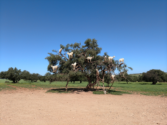 Goats in a tree in a grassy landscape.