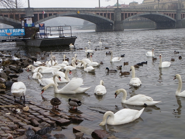 Swans and ducks near a riverbank with a boat trip sign.