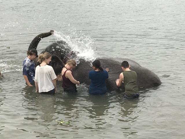       People bathing an elephant in a river.
  