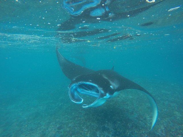 Manta ray swimming underwater.