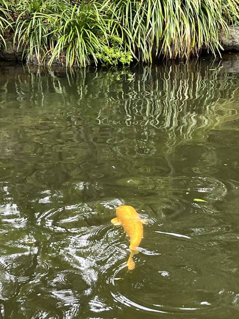       A koi fish swimming in a pond near the edge with greenery.
  