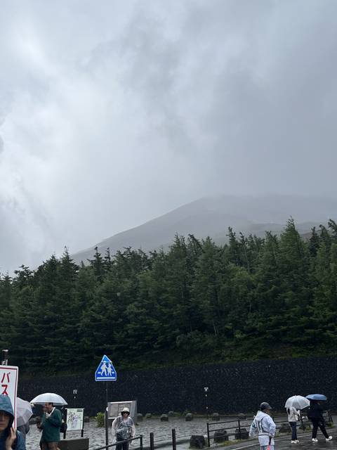       A forest landscape with a partially visible mountain on a rainy day.
  