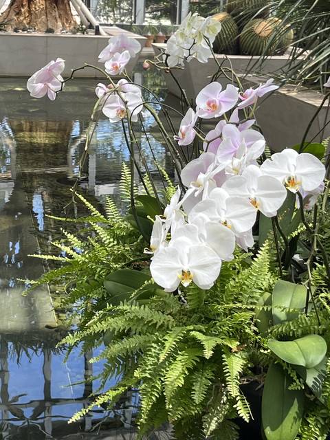       Close-up of orchids and ferns in a greenhouse.
  