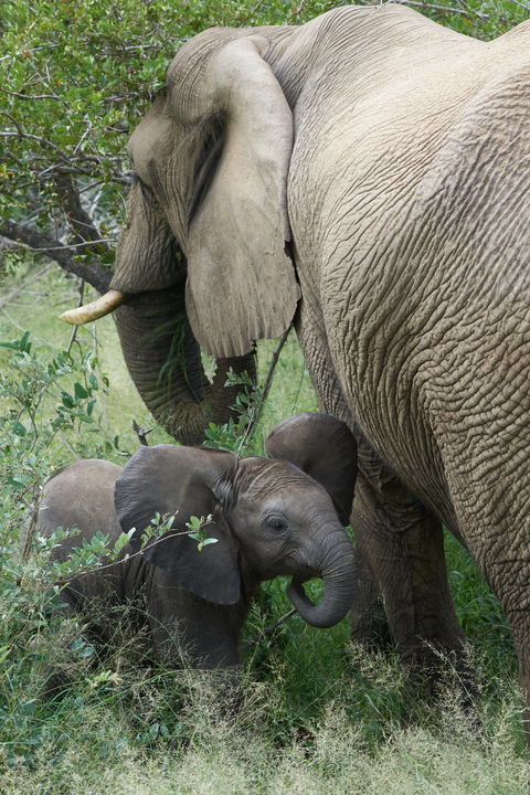 An elephant and calf near a tree in a natural habitat.