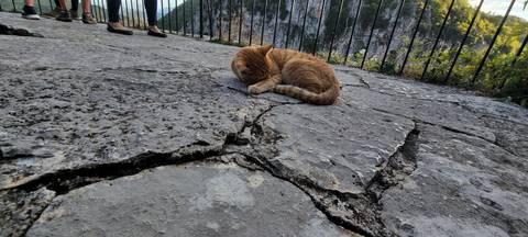 A sleeping cat on a stone pavement.