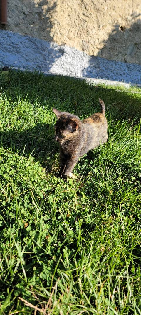       Cat walking in grass.
  