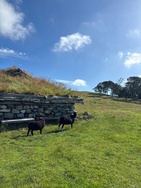       Green field with black sheep and stone wall.
  
