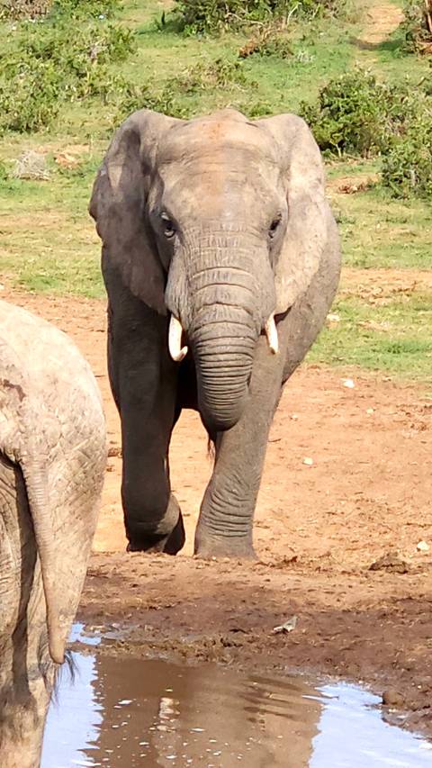       An elephant near a waterhole.
  