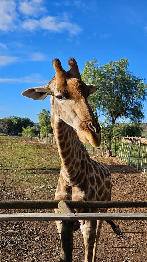       Giraffe standing near a fence with trees in the background.
  