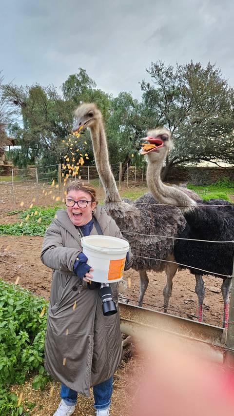       Person feeding ostriches with food bucket.
  