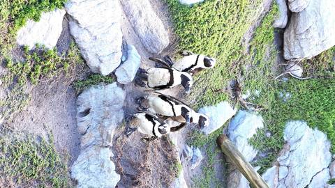       Three penguins on rocky terrain.
  