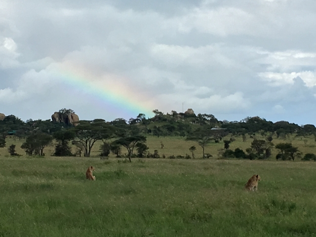 Lions resting in a grassy area under a rainbow-filled sky.