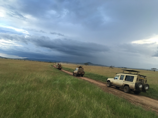 Safari vehicles on a dirt road under a stormy sky in the savannah