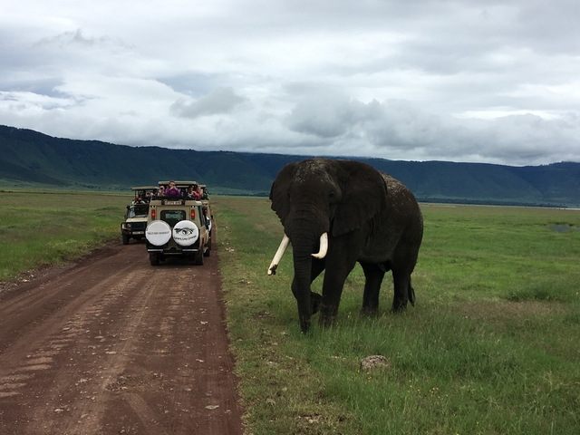 Elephant walking alongside safari vehicles in a conservation area.